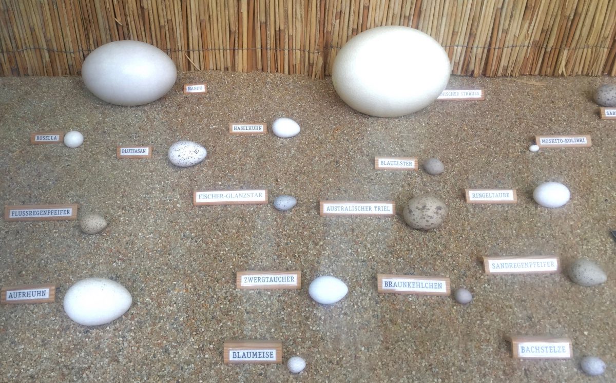 Auf dem Beild ist eine Übersicht unterschiedlicher Eier zu sehen. Größe & Farbe unterscheiden sich