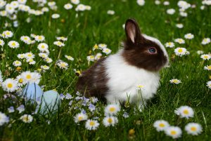 Zu sehen ist ein kleines schwarz-weißes Kaninchen in einer grünene Blumentwiese. Neben ihm sind blaue Ostereier im Gras versteckt. 