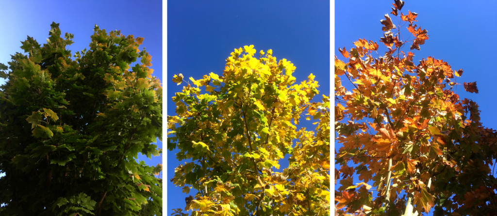 http://blog.forschenfuerkinder.de/2017/10/16/versteckte-farben/ Baum, Farben, Herbst