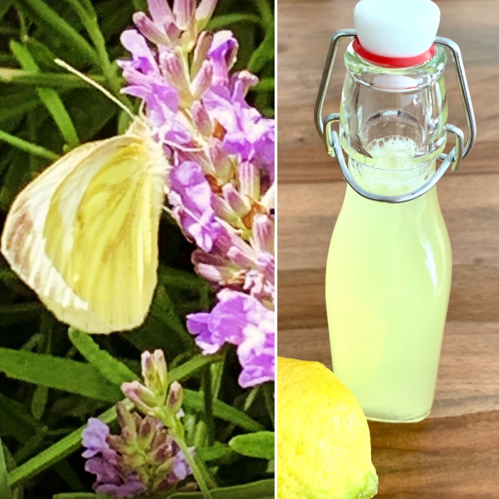 Zitronenfalter meets Zitronensirup für Limonade